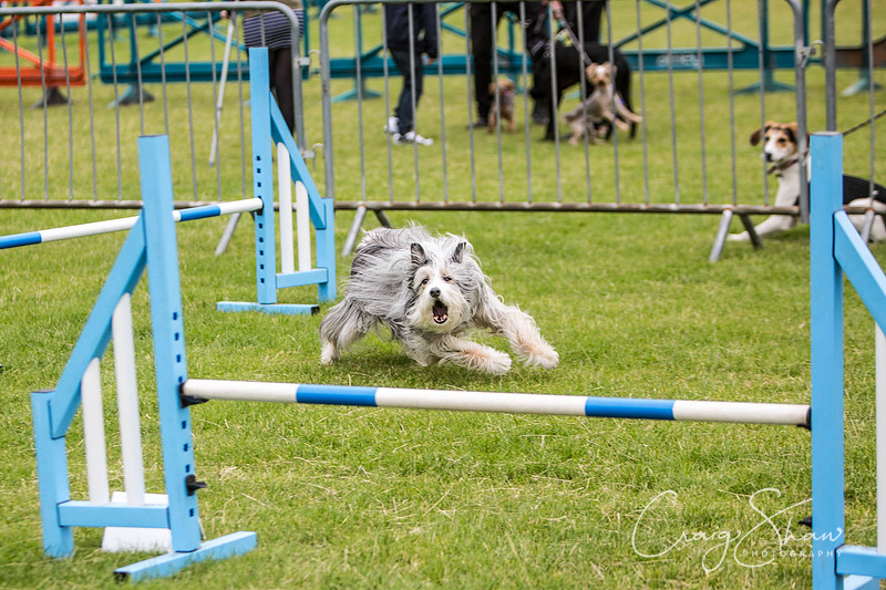 566_WJsCanineFunDay2015_craigshaw