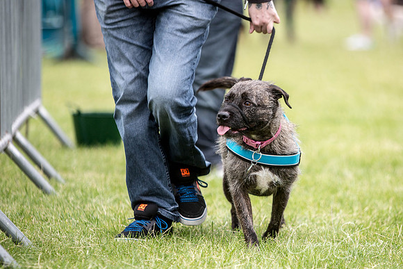 576_WJsCanineFunDay2015_craigshaw