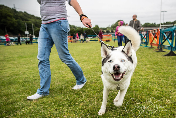 620_WJsCanineFunDay2015_craigshaw