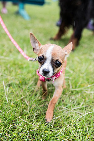 649_WJsCanineFunDay2015_craigshaw