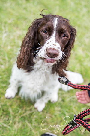 674_WJsCanineFunDay2015_craigshaw