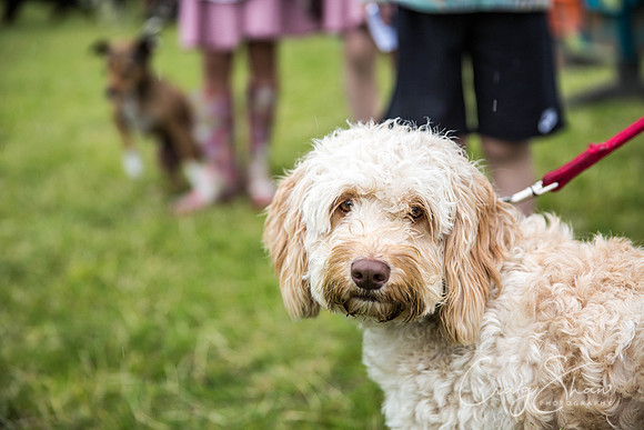 715_WJsCanineFunDay2015_craigshaw