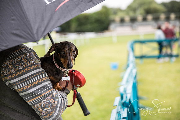 778_WJsCanineFunDay2015_craigshaw