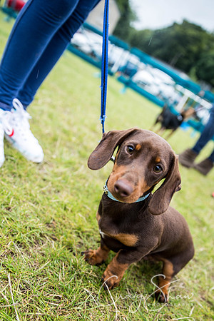 804_WJsCanineFunDay2015_craigshaw