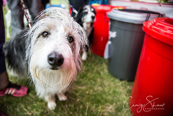 885_WJsCanineFunDay2015_craigshaw