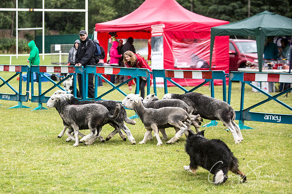 1006_WJsCanineFunDay2015_craigshaw