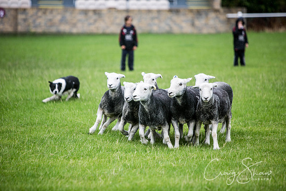 1049_WJsCanineFunDay2015_craigshaw
