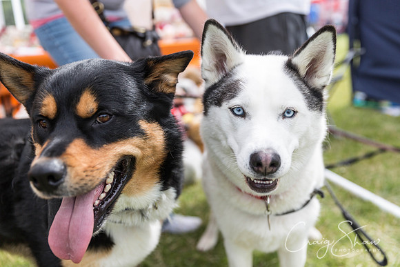 24_WJsCanineFunDay2015_craigshaw