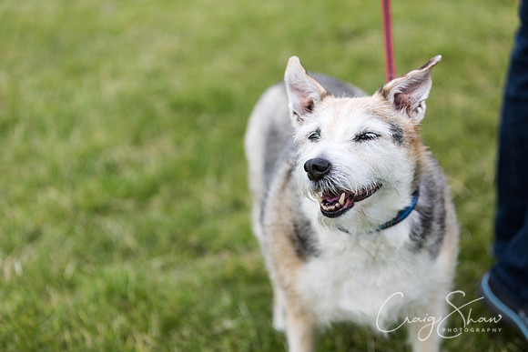78_WJsCanineFunDay2015_craigshaw