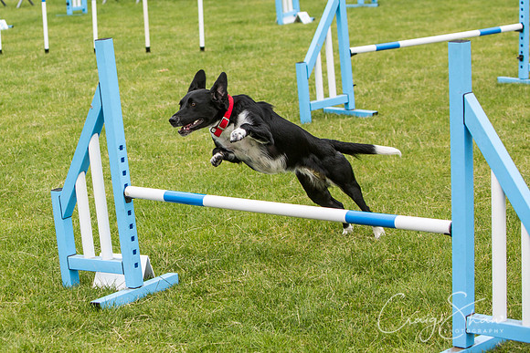 112_WJsCanineFunDay2015_craigshaw