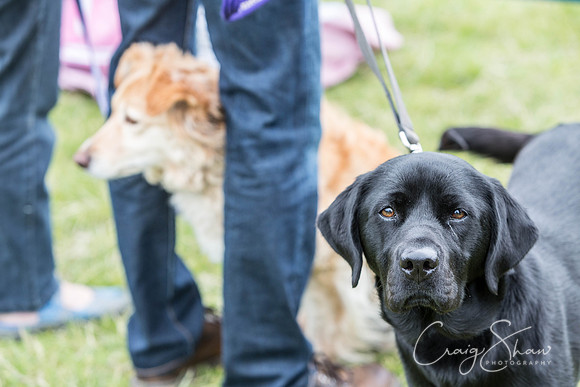 162_WJsCanineFunDay2015_craigshaw