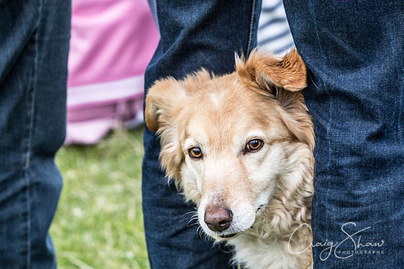 164_WJsCanineFunDay2015_craigshaw