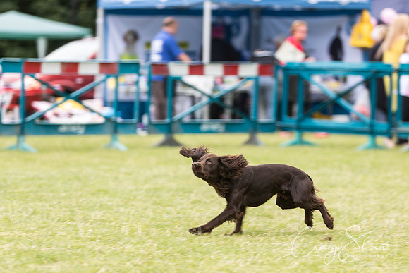 205_WJsCanineFunDay2015_craigshaw