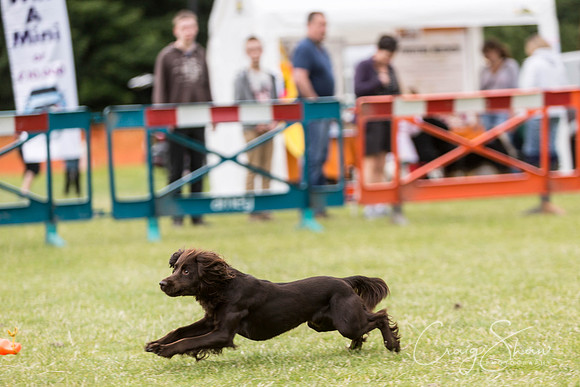 208_WJsCanineFunDay2015_craigshaw