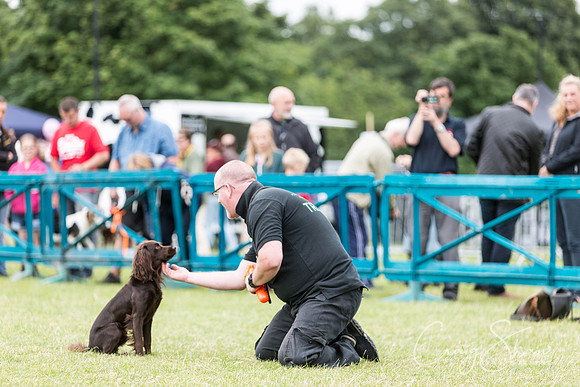 211_WJsCanineFunDay2015_craigshaw
