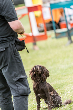 222_WJsCanineFunDay2015_craigshaw