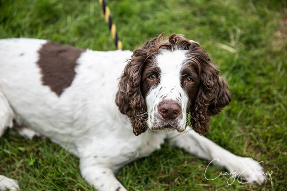 317_WJsCanineFunDay2015_craigshaw