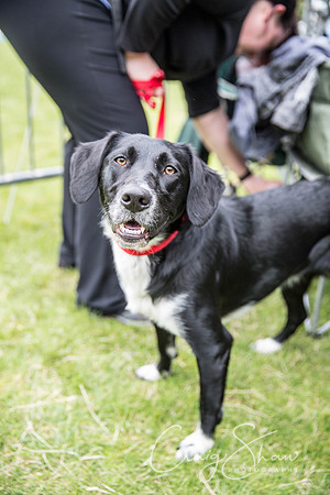 326_WJsCanineFunDay2015_craigshaw