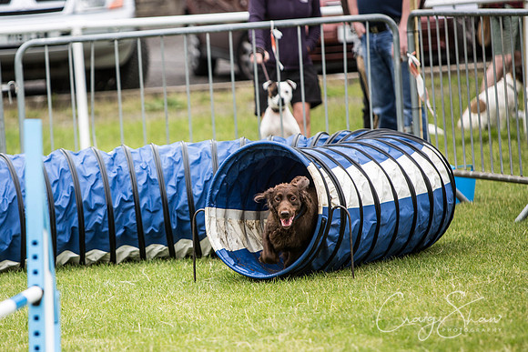 344_WJsCanineFunDay2015_craigshaw