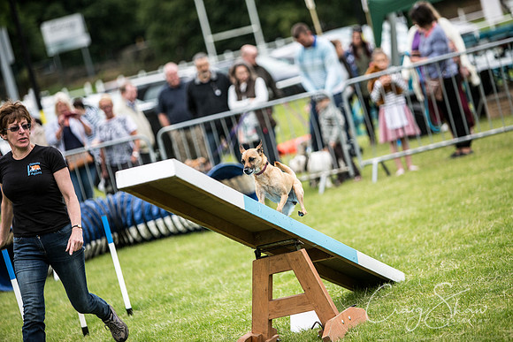 407_WJsCanineFunDay2015_craigshaw