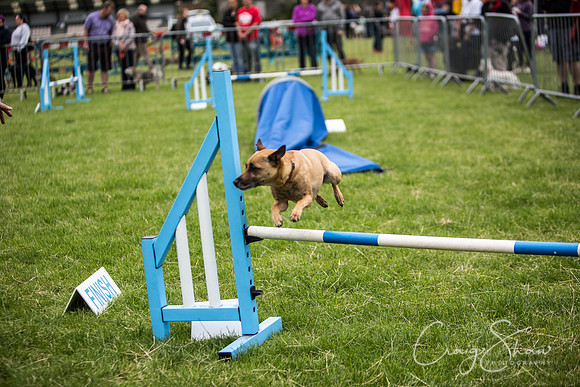 417_WJsCanineFunDay2015_craigshaw