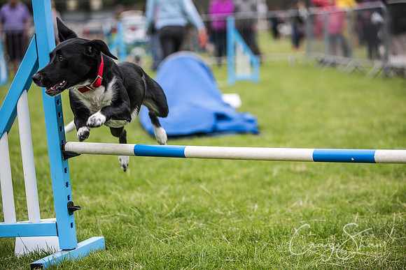429_WJsCanineFunDay2015_craigshaw