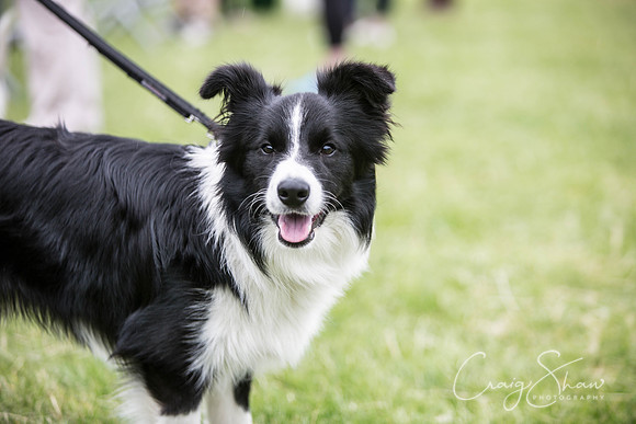 435_WJsCanineFunDay2015_craigshaw