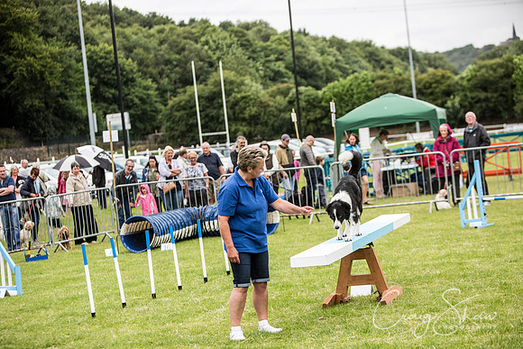 459_WJsCanineFunDay2015_craigshaw