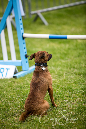 469_WJsCanineFunDay2015_craigshaw
