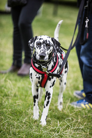 488_WJsCanineFunDay2015_craigshaw