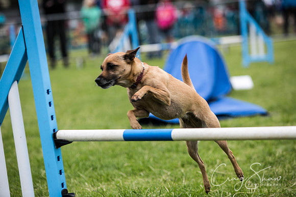499_WJsCanineFunDay2015_craigshaw