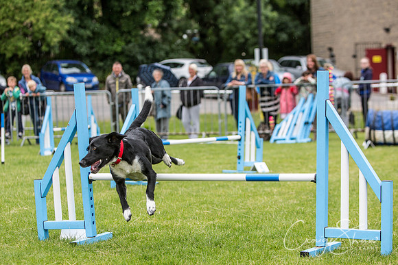508_WJsCanineFunDay2015_craigshaw