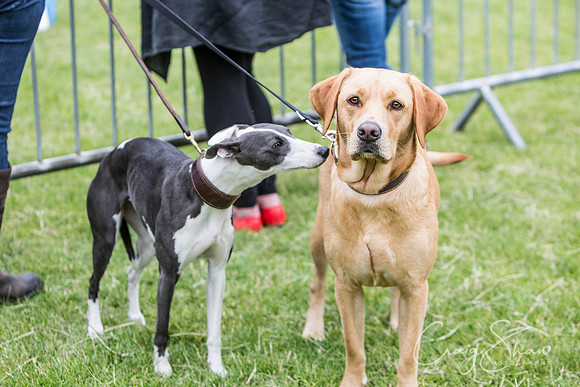 518_WJsCanineFunDay2015_craigshaw