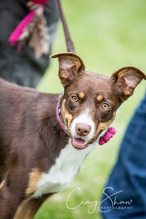 540_WJsCanineFunDay2015_craigshaw
