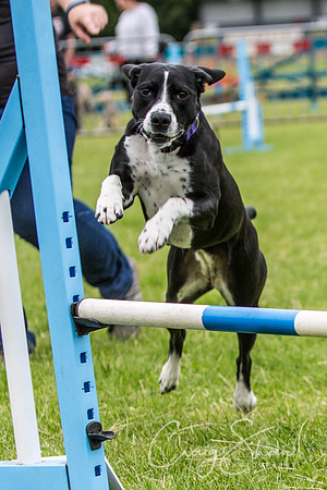 551_WJsCanineFunDay2015_craigshaw