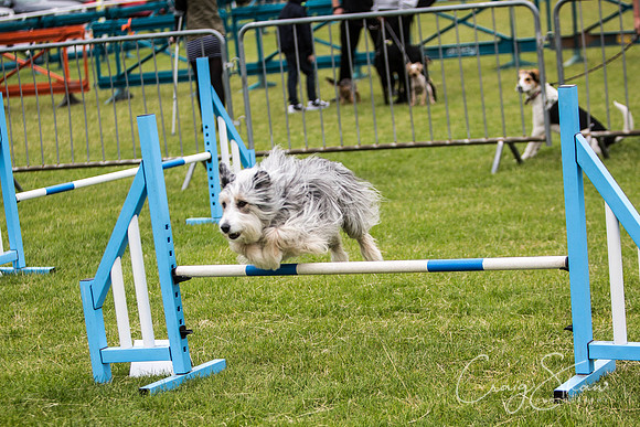 571_WJsCanineFunDay2015_craigshaw