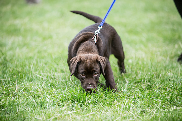585_WJsCanineFunDay2015_craigshaw