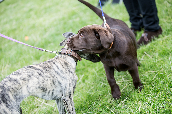600_WJsCanineFunDay2015_craigshaw