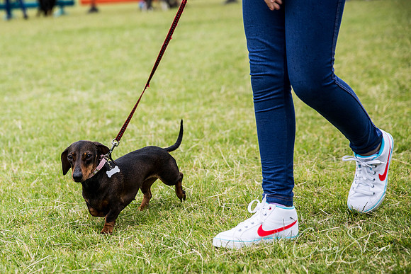 624_WJsCanineFunDay2015_craigshaw