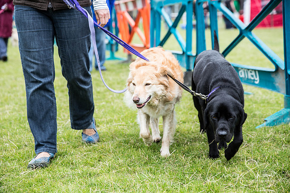 626_WJsCanineFunDay2015_craigshaw