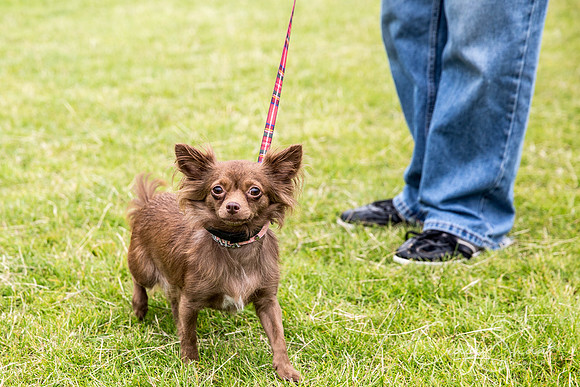632_WJsCanineFunDay2015_craigshaw