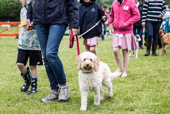 636_WJsCanineFunDay2015_craigshaw