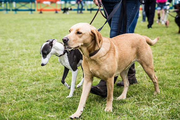 640_WJsCanineFunDay2015_craigshaw