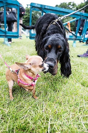 659_WJsCanineFunDay2015_craigshaw