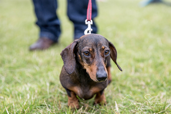695_WJsCanineFunDay2015_craigshaw