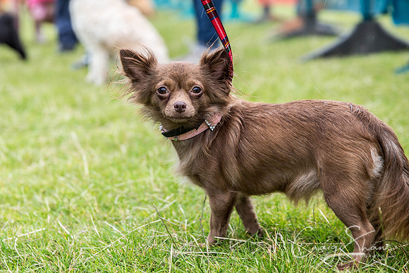 707_WJsCanineFunDay2015_craigshaw