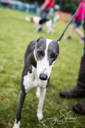 732_WJsCanineFunDay2015_craigshaw