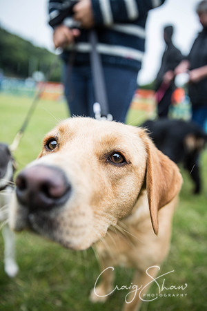 738_WJsCanineFunDay2015_craigshaw