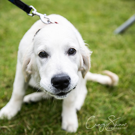763_WJsCanineFunDay2015_craigshaw