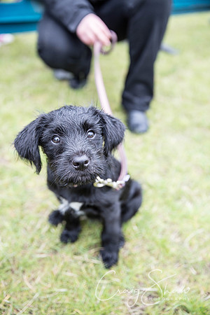 824_WJsCanineFunDay2015_craigshaw